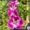 Pelargonium 'Beromunster' - Pelargoon 'Beromunster' P9/0,55L